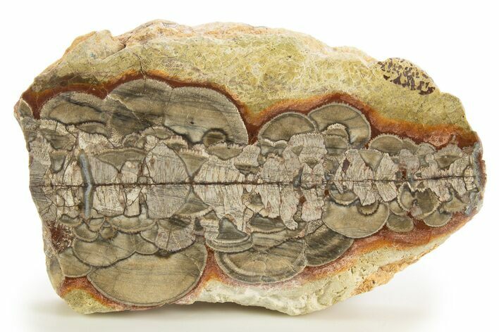 Polished Mushroom Jasper Section - Arizona #334864